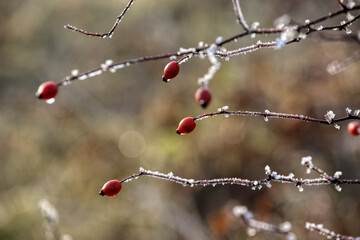 Withered plant covered in snow and ice