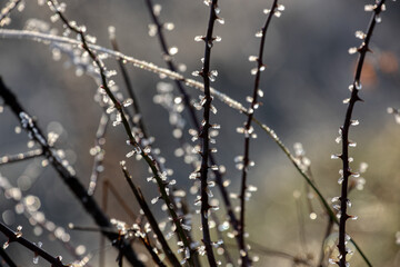 Withered plant covered in snow and ice