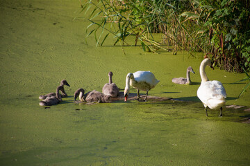 Swan family on a dirty green blooming lake