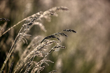 Morning, green grass, dew drops and bokeh