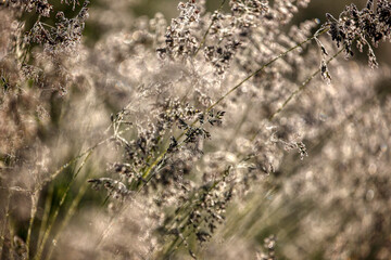 Morning, green grass, dew drops and bokeh