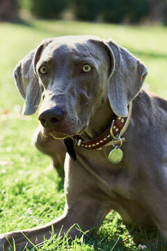 Dog staring at something.
