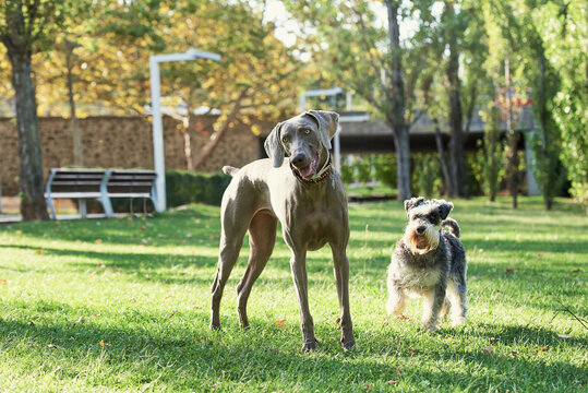 Shot of two playful dogs in a park.