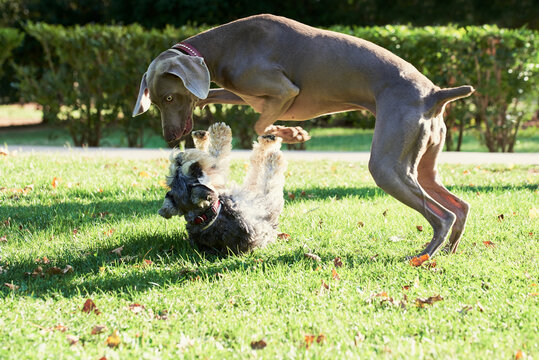 Dogs playing in the park.