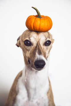Portrait: Dog with Pumpkin on Head