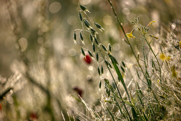 Morning, green grass, dew drops and bokeh