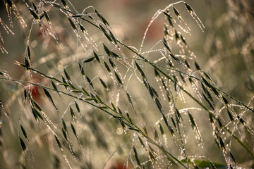 Morning, green grass, dew drops and bokeh