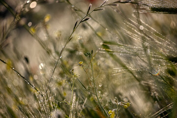 Morning, green grass, dew drops and bokeh