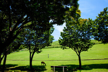 奈良公園と若草山