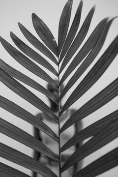 Vertical black & white image of an African American woman
