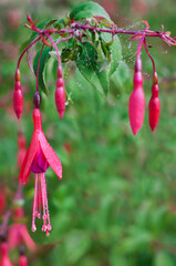 Fuchsia flowers closeup with morning dew drops