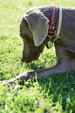 Dog sniffing grass.