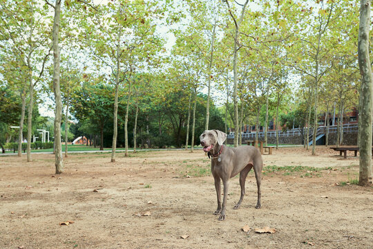 Weimaraner dog standing in the park.