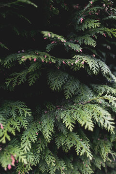 Close up of pine tree