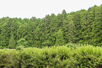 Fototapeta na wymiar Árvores e arbustos