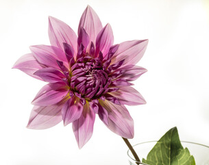 A pink dahlia flower backlit on a white background