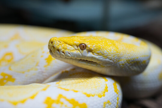 boa snake