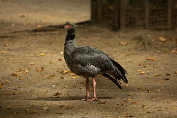 The southern screamer, crested screamer (Chauna torquata).