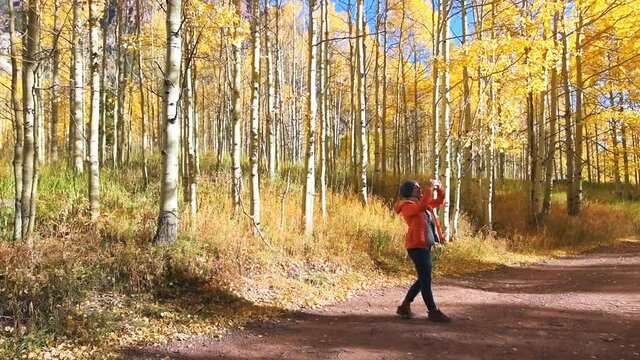 Maroon Bells morning sunrise slow motion with woman hiking happy taking picture with phone on forest road path of golden trees in Aspen, Colorado USA in rocky mountains and autumn yellow foliage