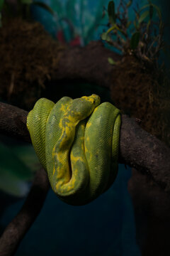 boa snake