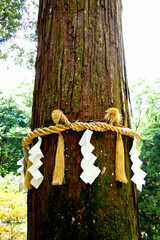 由岐神社の大杉