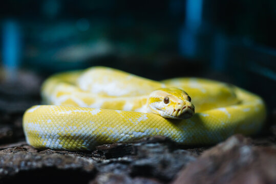 boa snake