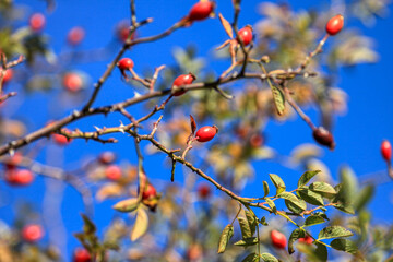 Rosehip fruit for herbal treatment, ripe rosehip fruit