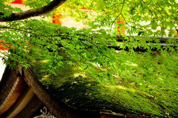 鞍馬寺のもみじ