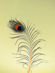 Various views of a peacock feather on the Haze background