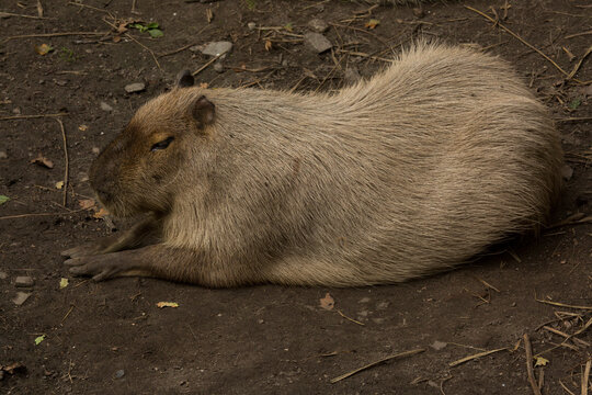 The capybara (Hydrochoerus hydrochaeris) in zoo.