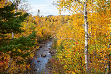 High angle view of a river in northern Minnesota surrounded by birch trees in autumn color