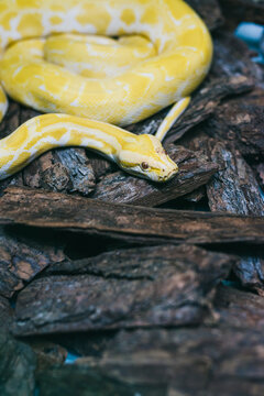 boa snake