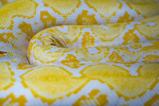 boa snake
