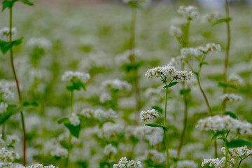 field of buckwheat flowers. そばの花畑