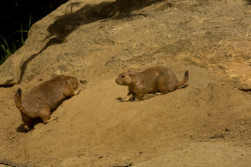 The black-tailed prairie dog (Cynomys ludovicianus).