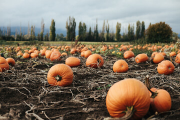 Pumpkins in a pumpkin patch