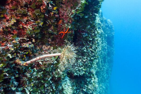 Mediterranean fan worm on a coral reef wall