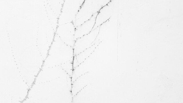 Always look at the vine print. #002