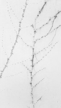 Always look at the vine print. #003
