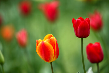 Colorful tulips lit by the sun in the park