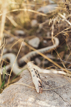 A dead snake