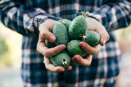 Handful of fresh picked, organic pineapple guavas