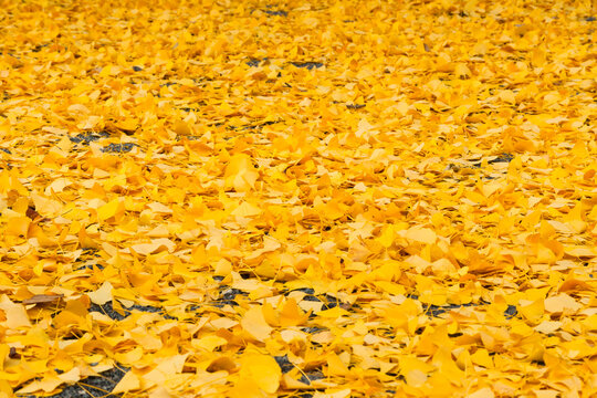 Golden ginkgo leaves fallen on ground