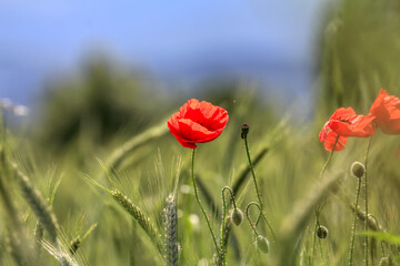 Poppy flowers in spring