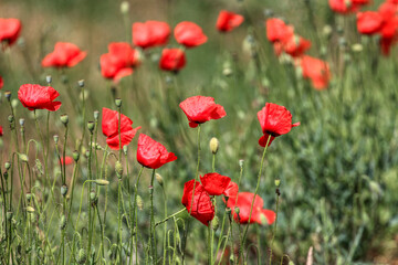 Poppy flowers in spring