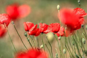 Poppy flowers in spring