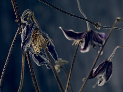 Botanical debauchery