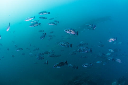 School of Blue Rockfish on the move in kelp forest