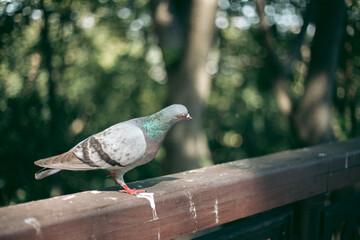 Hungry pigeon on the street in the city