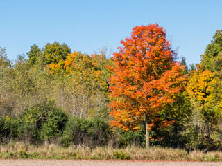 Fototapeta premium A red maple tree among trees with early fall color and dead ash trees.